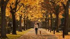 Kvinna promenerar med hund i park under höstens färgglada lövträd