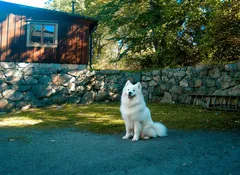 Vit Samojedhund sitter utomhus framför stenmur och trähus i solljus